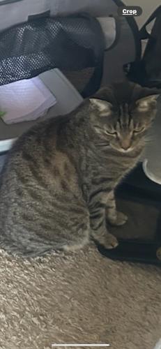 Lost Male Cat last seen Left the hse with 2 other resident cats Shimmer and Benji. They both returned but he didn't $100 reward, Taylors, SC 29687