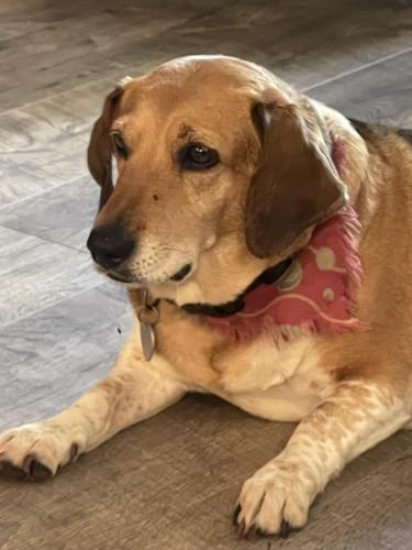 Lost Female Dog last seen Near rhododendron dr Middle , Middlesex, NC 27557