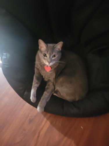 Lost Female Cat last seen Near state highway 30, Amsterdam, NY 12010