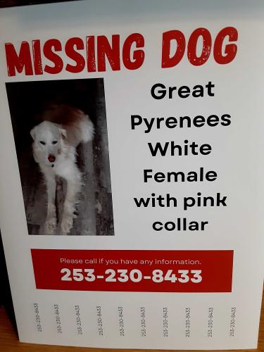 Lost Female Dog last seen 245th St.E  Grahm Washington , Graham, WA 98338