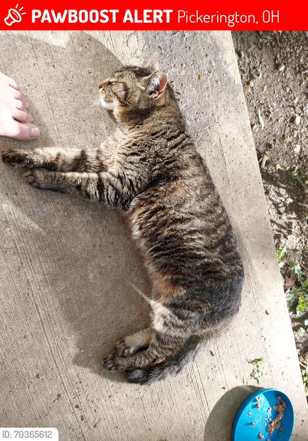 Lost Female Cat last seen Turnberry apmts, Pickerington, OH 43147
