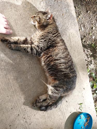 Lost Female Cat last seen Turnberry apmts, Pickerington, OH 43147