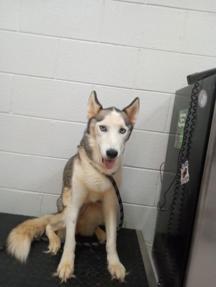 Shelter Stray Female Dog last seen Temple, GA 30179, Carrollton, GA 30117