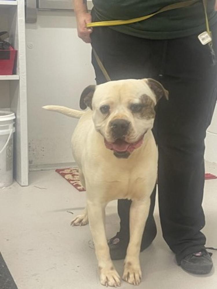 Shelter Stray Male Dog last seen Villa Rica, GA 30180, Carrollton, GA 30117