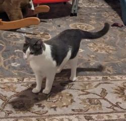 Reunited Female Cat last seen 44th and West, Oakland, CA 94609