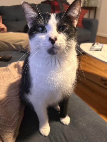 Lost Male Cat last seen Thomas Ave and Sheldon Place, Grove City, OH 43123