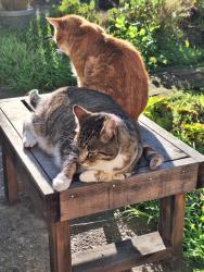 Lost Male Cat last seen Chico Avenue, Santa Cruz, CA 95060