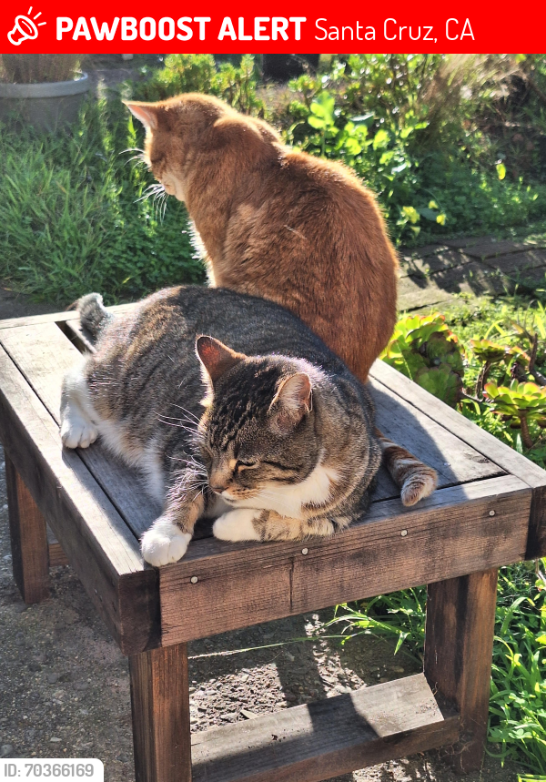 Lost Male Cat last seen Chico Avenue, Santa Cruz, CA 95060