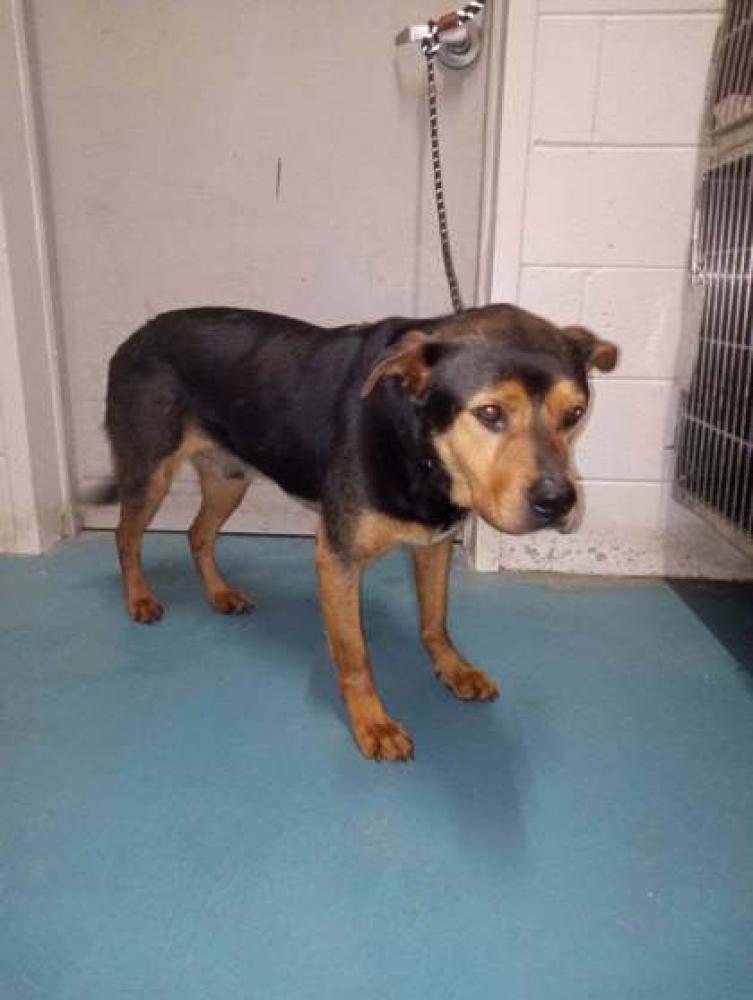 Shelter Stray Male Dog last seen Whitesburg, GA 30185, Carrollton, GA 30117