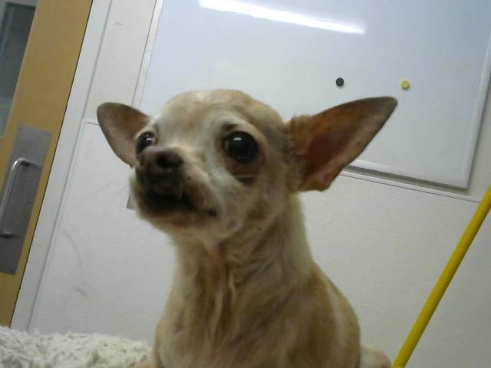 Shelter Stray Female Dog last seen Near BLOCK SUNSET GARDENS RD, Albuquerque, NM 87105