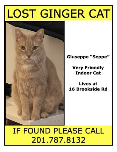 Lost Male Cat last seen Delia Bolden Elementary School Playground, Maplewood, NJ 07040