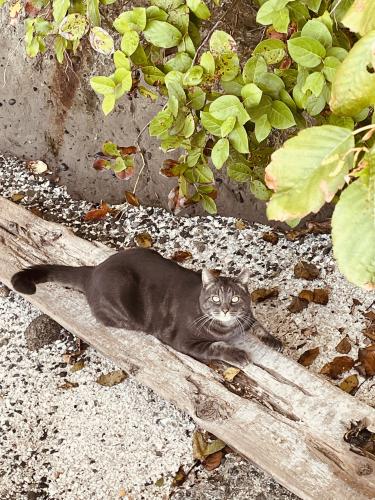 Lost Male Cat last seen Near Nesika bay Poulsbo , Poulsbo, WA 98370