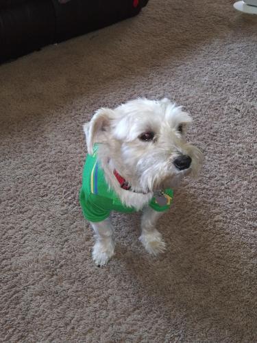 Lost Male Dog last seen Camelot ct, Indianapolis, IN 46214