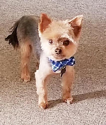 Lost Male Dog last seen South 6 and  Jeanette st, Abilene, TX 79602