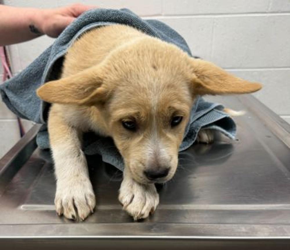Shelter Stray Male Dog last seen Near Bales Ave, 64127, MO, Kansas City, MO 64132