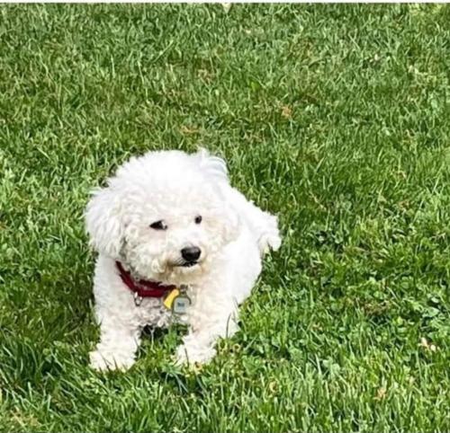 Lost Female Dog last seen Richard Road and River Road, Lower Makefield Township, PA 19067