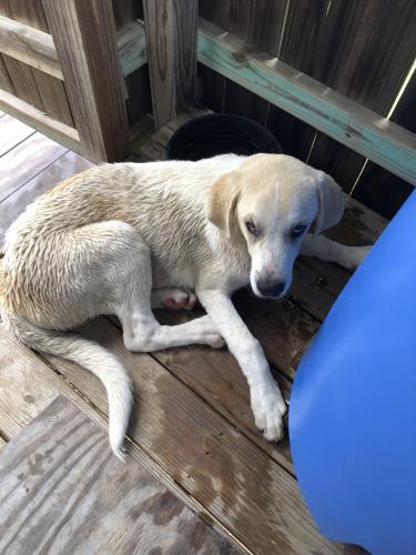 Found/Stray Male Dog last seen Old Ft Worth Rd and Buffalo St, Midlothian, TX 76065