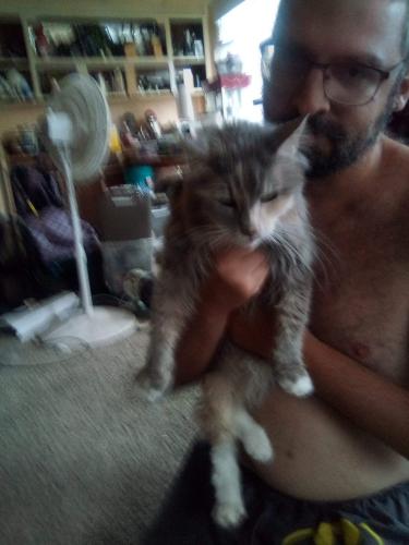 Lost Female Cat last seen Near s 900 w, Salt Lake City, UT 84123