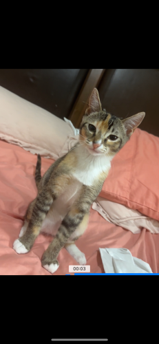 Lost Female Cat last seen Woodhaven , Queens, NY 11421