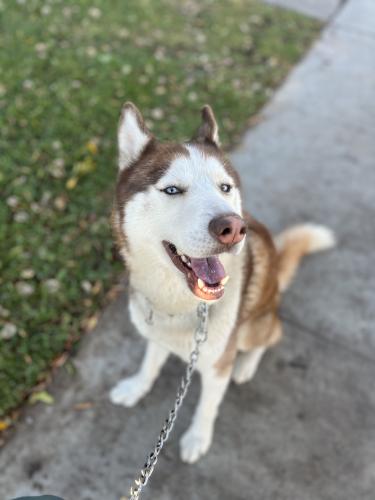 Lost Male Dog last seen Hermes st & orr and day rd, Norwalk, CA 90650