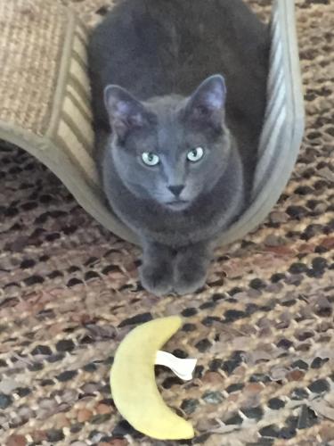 Lost Male Cat last seen Clark Rd and Crowley Rd, Crowley, TX 76036