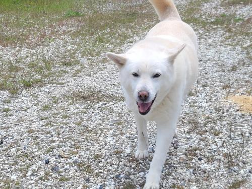 Lost Female Dog last seen Banner Rd, Port Orchard, WA 98366