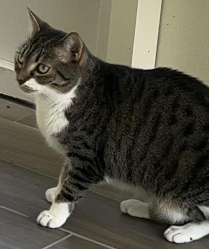 Lost Female Cat last seen Mosswood apmts, Winter Springs, FL 32708