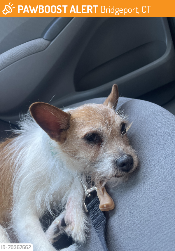 Bridgeport, CT Stray Female Dog Found Near bridgeport ct | PawBoost