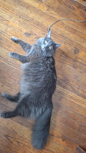 Lost Male Cat last seen Ritter Ave at Rawles Ave, Indianapolis, IN 46219