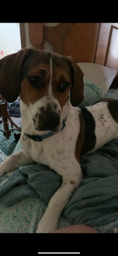 Lost Male Dog last seen Sweetwater Vonore rd , Sweetwater, TN 37874