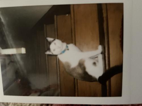 Lost Male Cat last seen First street, Cuyahoga Falls, OH 44221