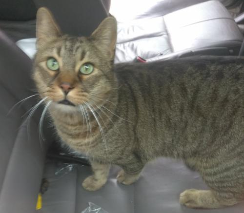Lost Male Cat last seen Across the street from 4316 Manning Ln. Dallas 75220, Dallas, TX 75220