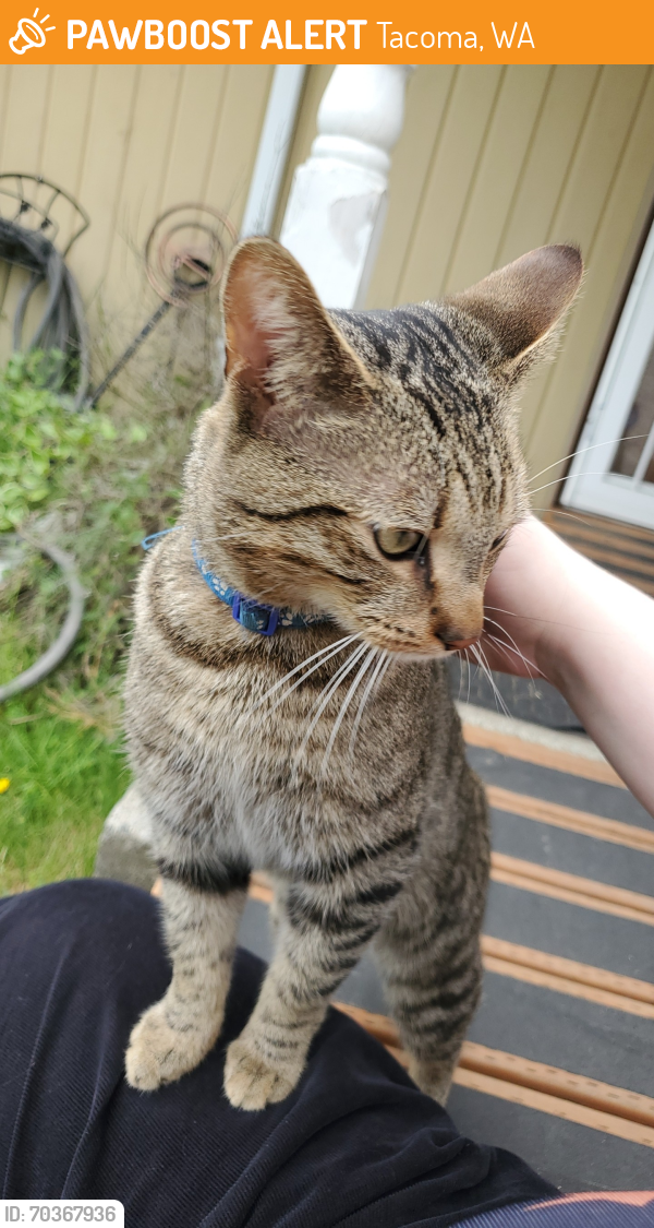 Wa Rav Cat Tacoma, WA Stray Male Cat Found Near N Pearl and N 17th st | PawBoost