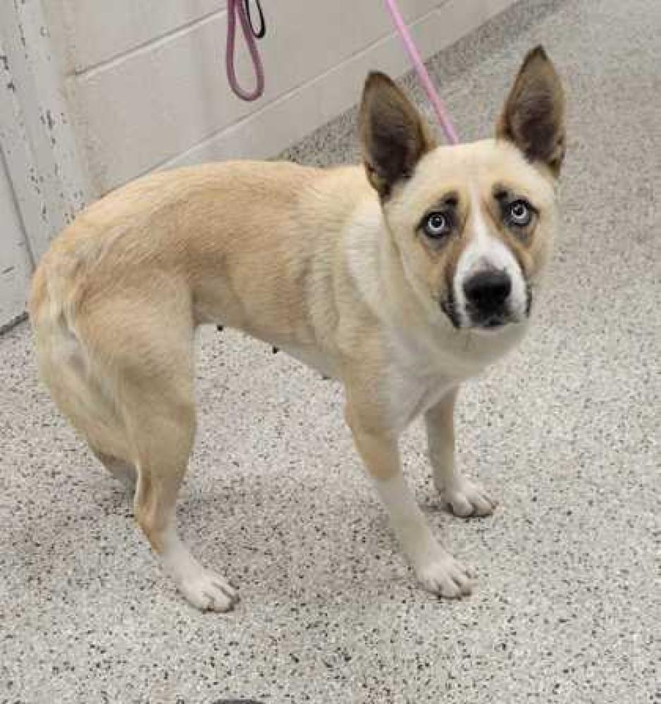 Shelter Stray Female Dog last seen Near Bales Ave, 64127, MO, Kansas City, MO 64132