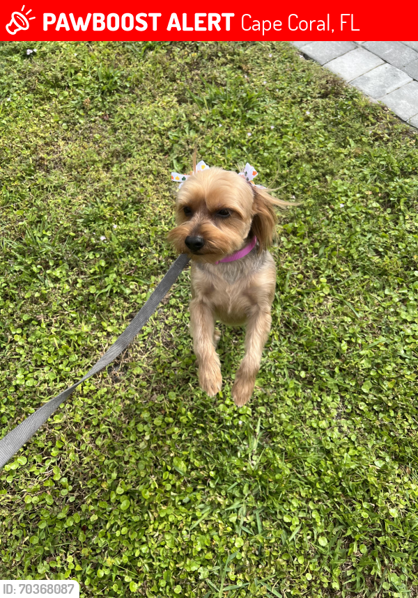 Lost Female Dog last seen Andalusia and 9th street , Cape Coral, FL 33909