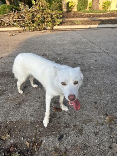 Found/Stray Female Dog last seen Grubb and Beltline, Mesquite, TX 75149