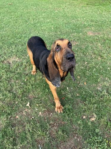 Found/Stray Female Dog last seen Bowman Springs Park , Arlington, TX 76016
