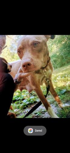 Lost Female Dog last seen Britneywoods, Wilmington, NC 28411
