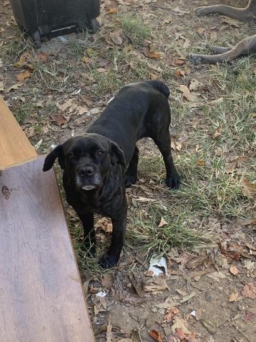 Lost Female Dog last seen Lincoln rd, Fayetteville, TN 37334
