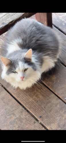 Lost Male Cat last seen Near lake city hwy, Rocky Top, TN 37769