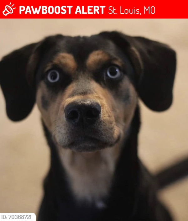 Lost Female Dog last seen Woodson road, Breckenridge Hills, MO 63114