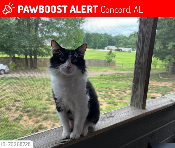 Lost Male Cat last seen warrior river road , Concord, AL 35023