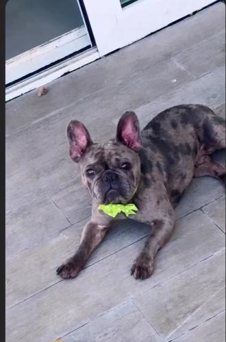 Lost Female Dog last seen Grafton hall road , Louisville, KY 40272