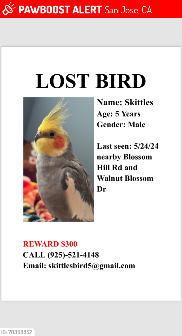 Lost Male Bird last seen Walnut Blossom en San Jose ca, San Jose, CA 95123