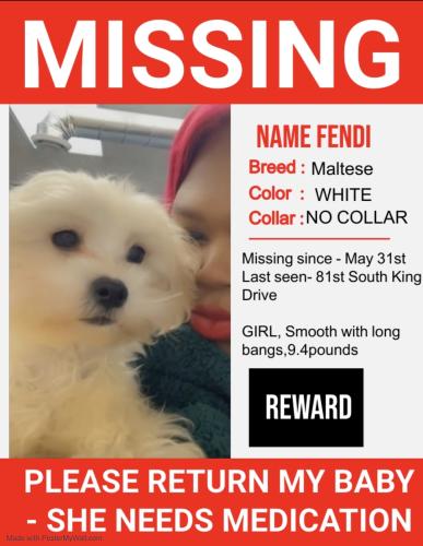 Lost Female Dog last seen 81st South king drive Chicago IL , Chicago, IL 60637