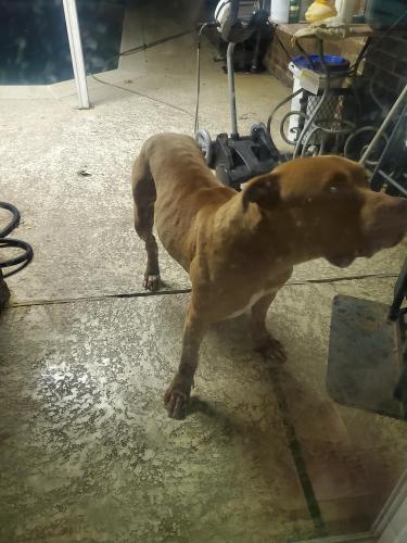Found/Stray Male Dog last seen Sighting of brown pitbull off Branch Hollow by Austin Elementary, Mesquite, TX 75150