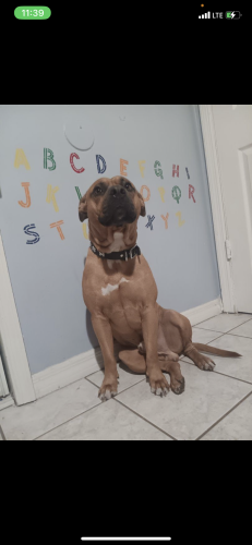 Lost Male Dog last seen Right on rainbow street at the dead end , Hollywood, FL 33021