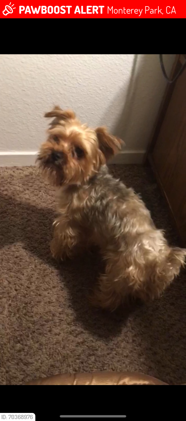 Lost Male Dog last seen Garfield and Cecil st, Monterey Park, CA 91754