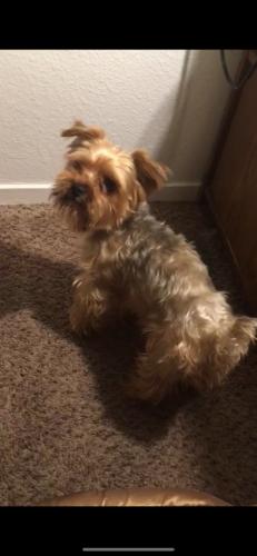 Lost Male Dog last seen Garfield and Cecil st, Monterey Park, CA 91754