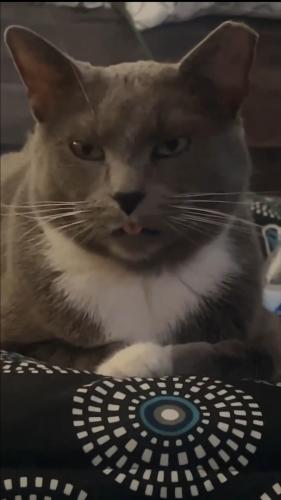 Lost Male Cat last seen Branford Dr and Tinley Park Parktrails apmts, Columbus, OH 43232